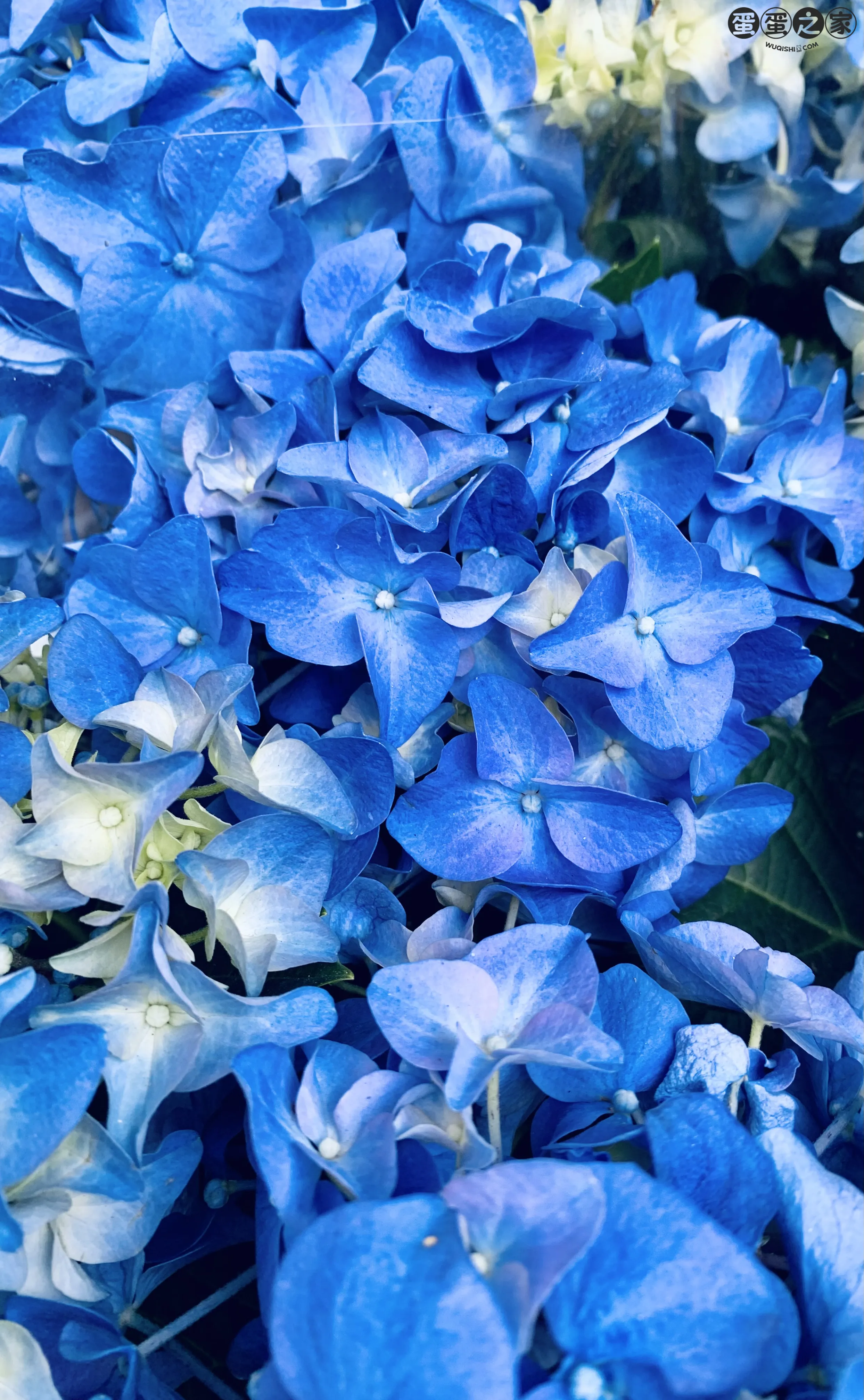 含笑花