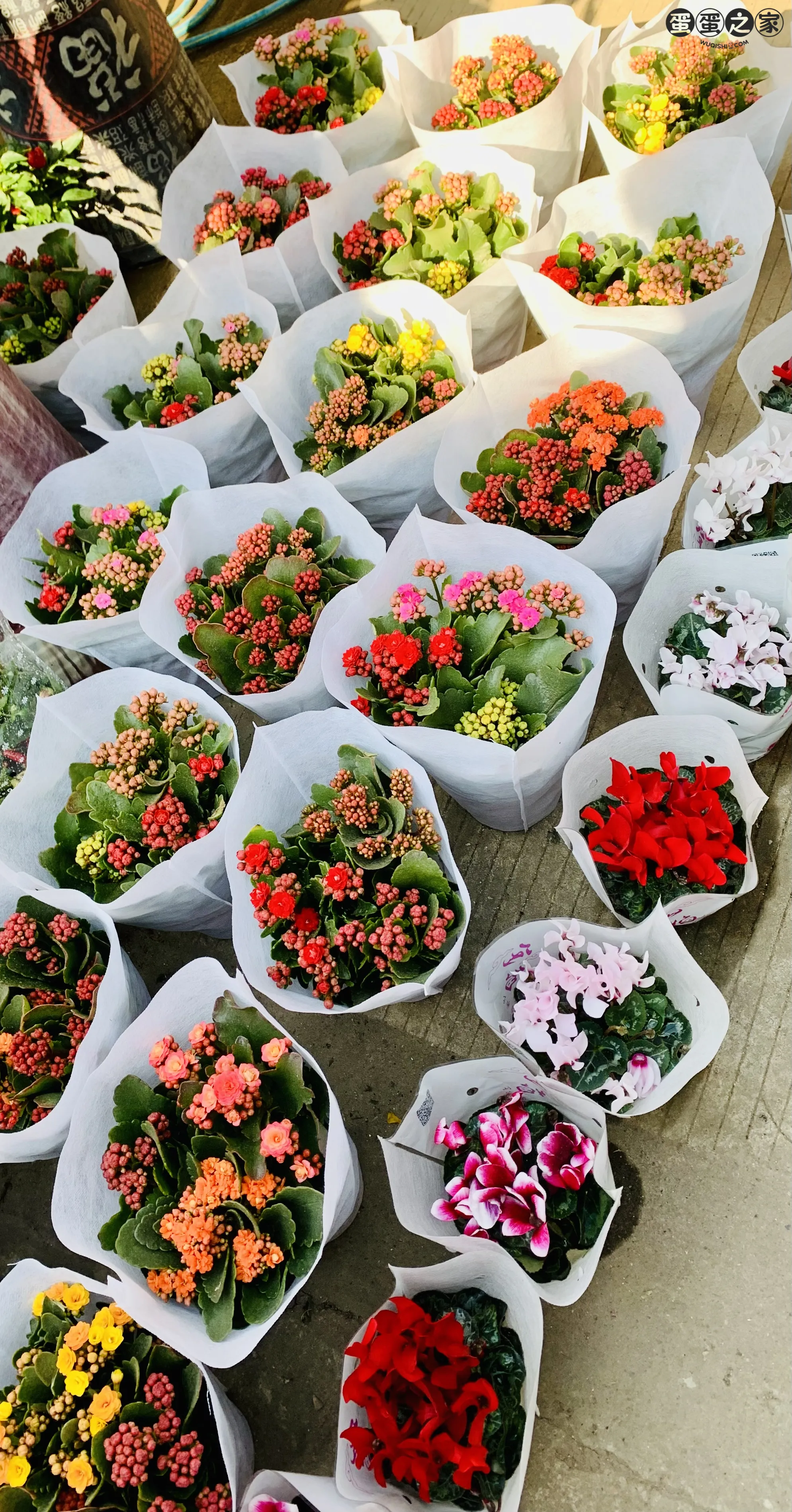 花束成簇