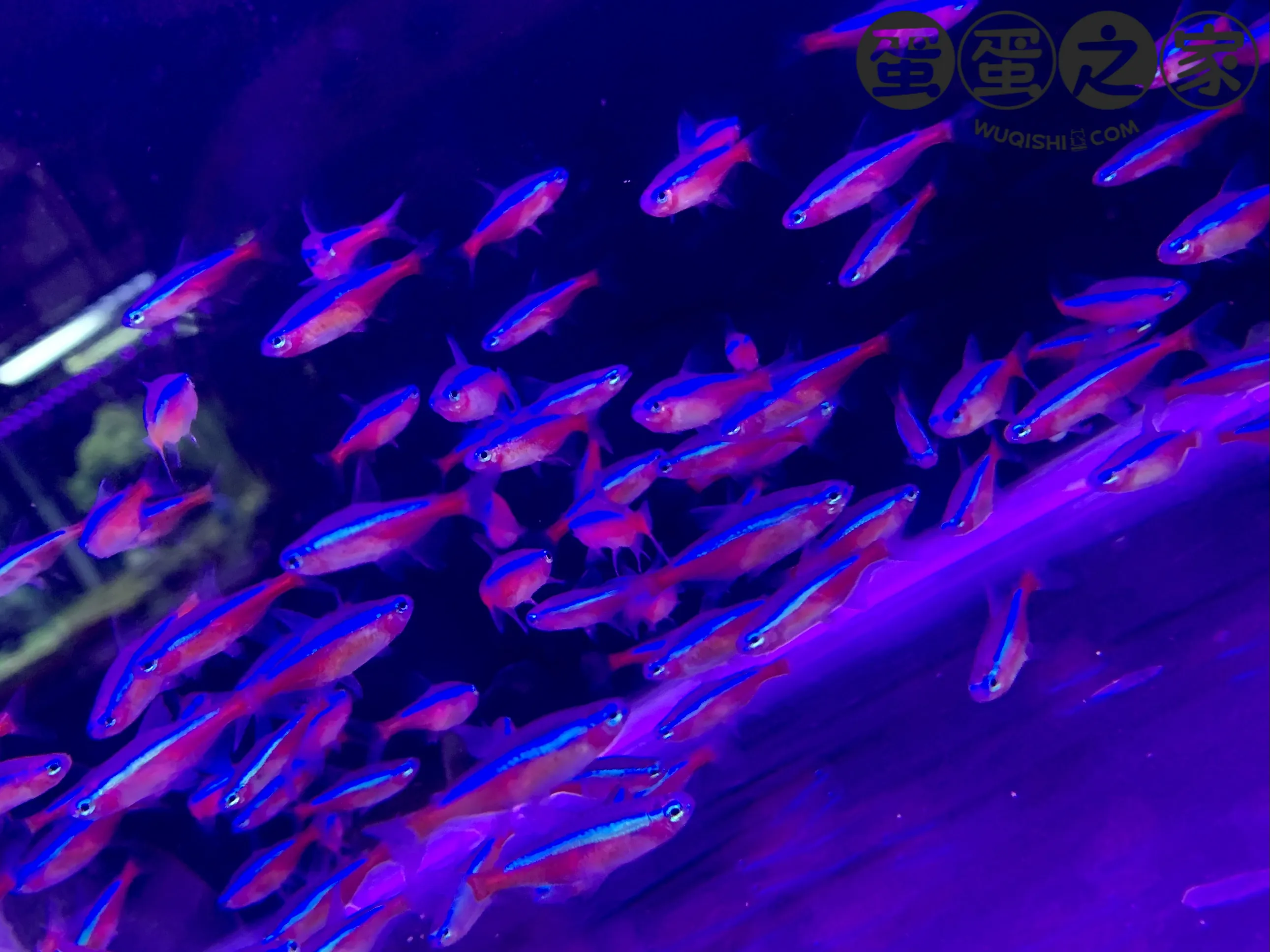 斜游的小鱼仔