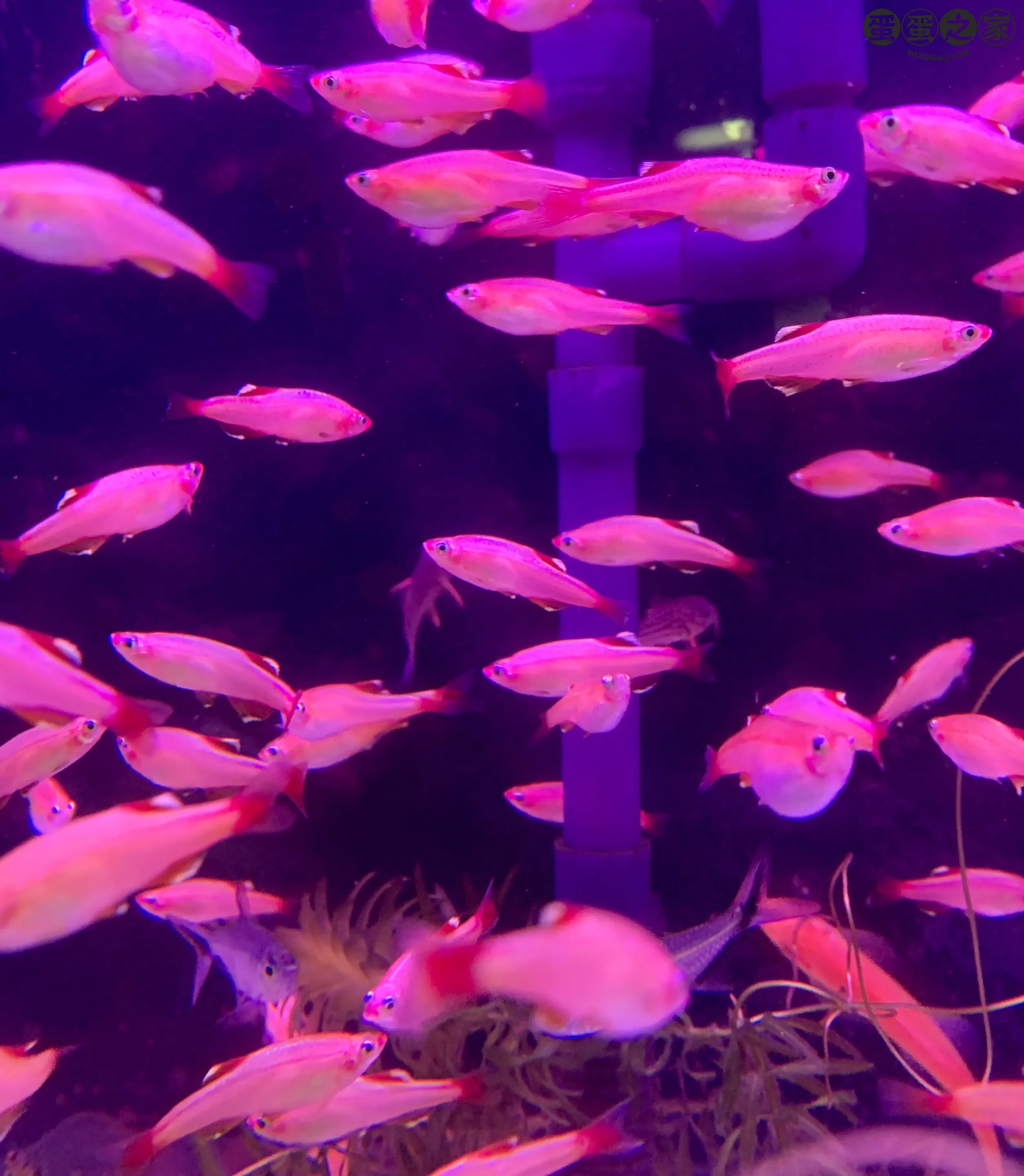 水下鱼苗