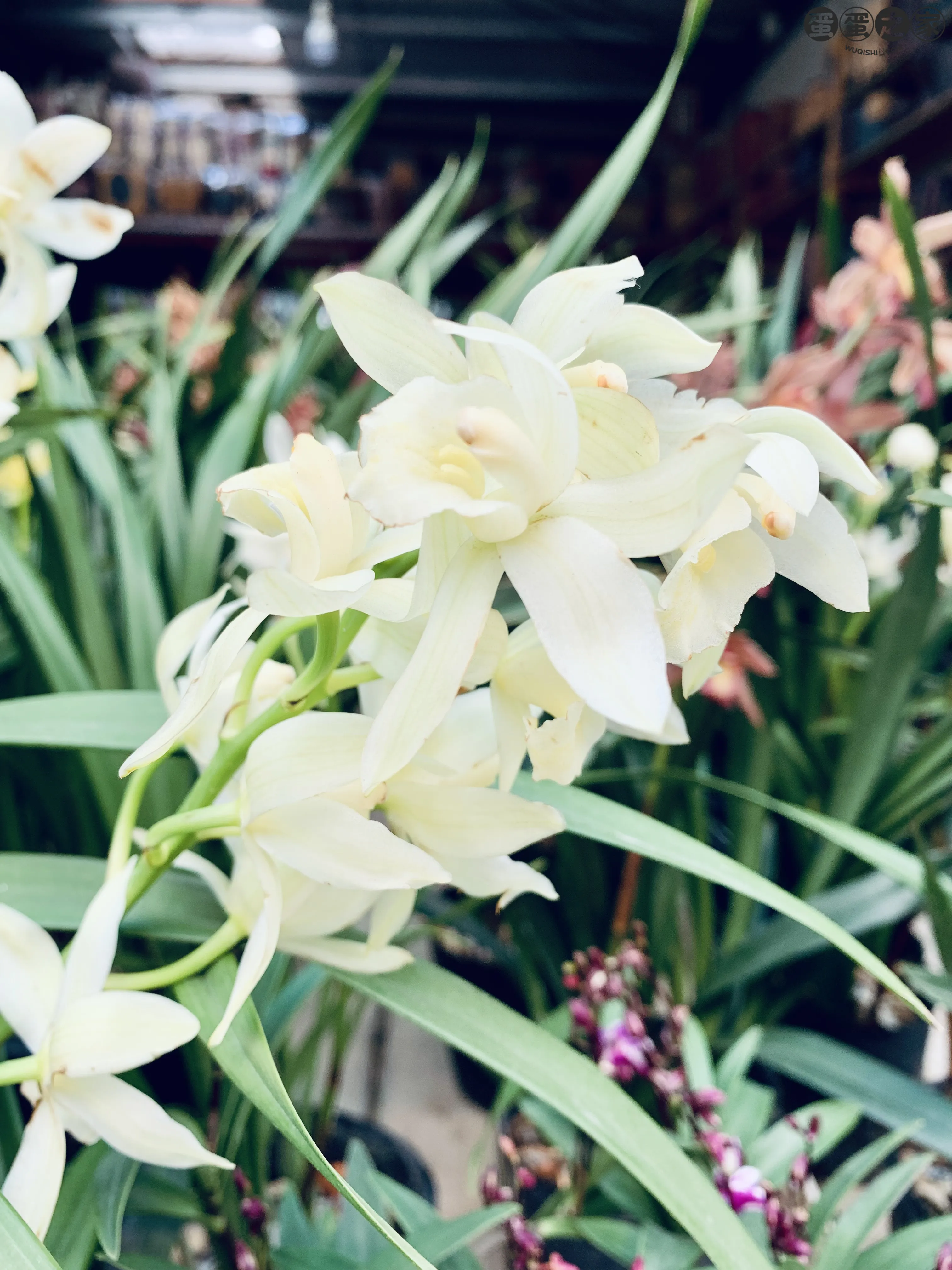 淡黄花