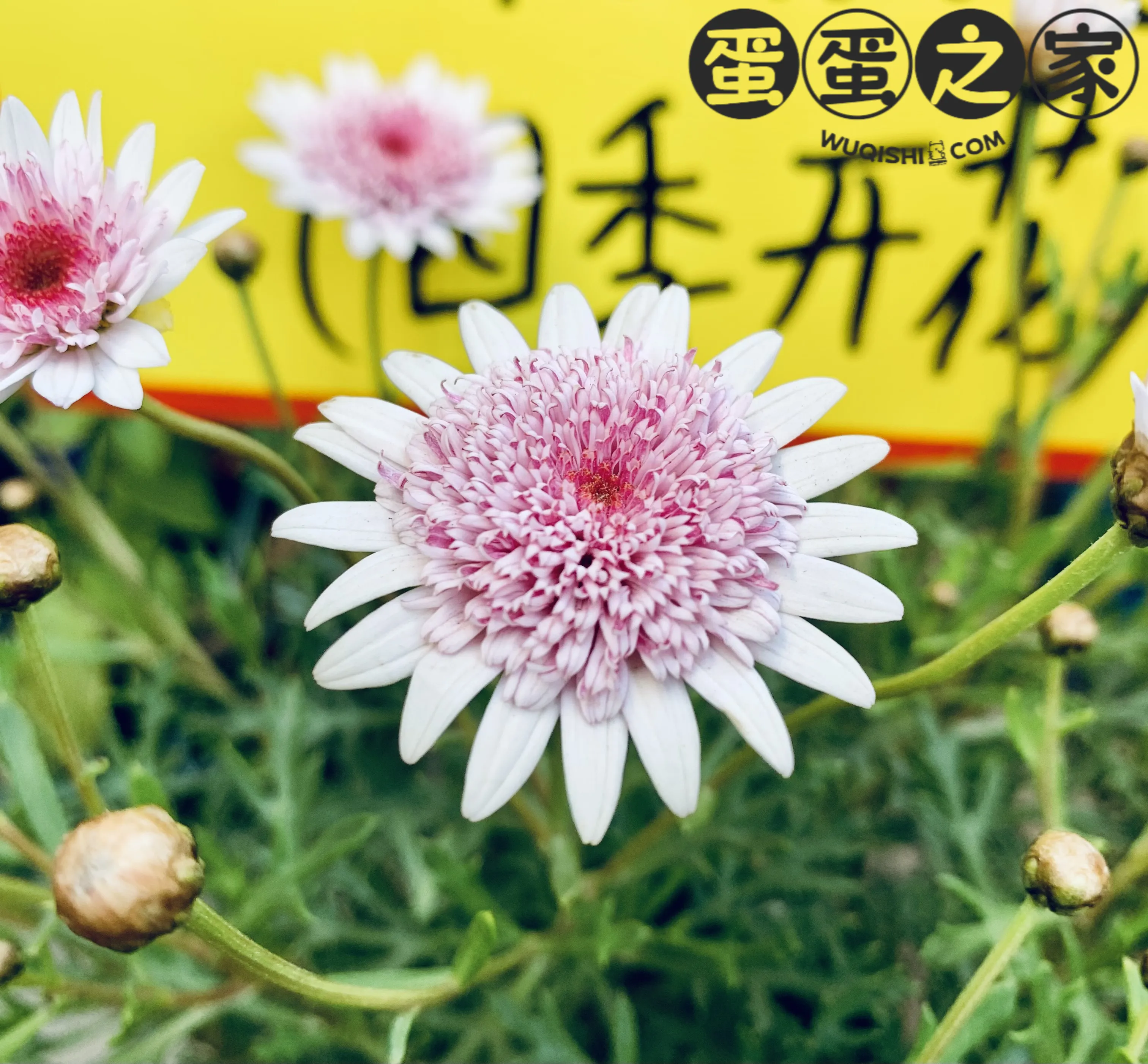 玛格丽特