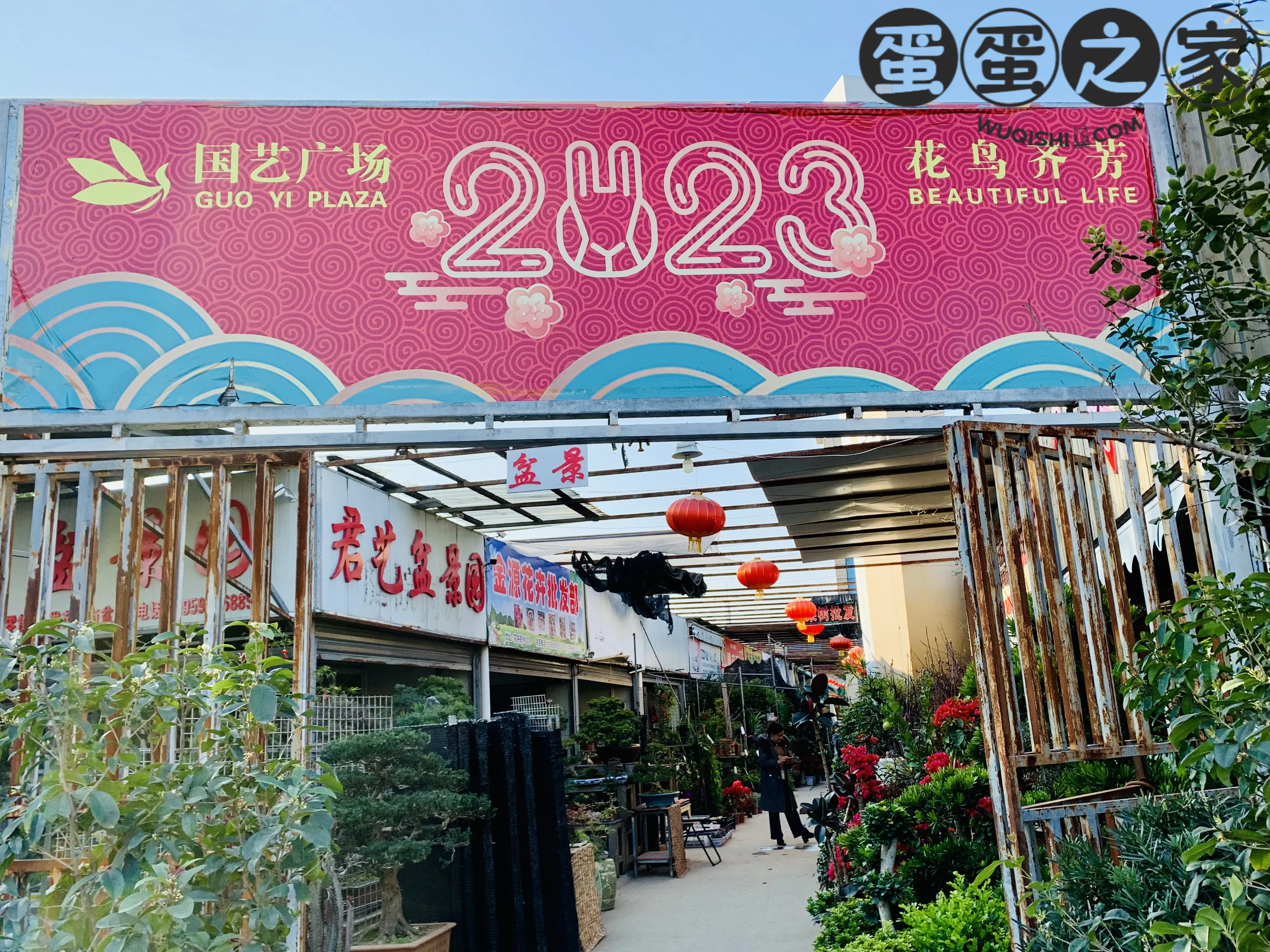 国艺花鸟市场的悠闲