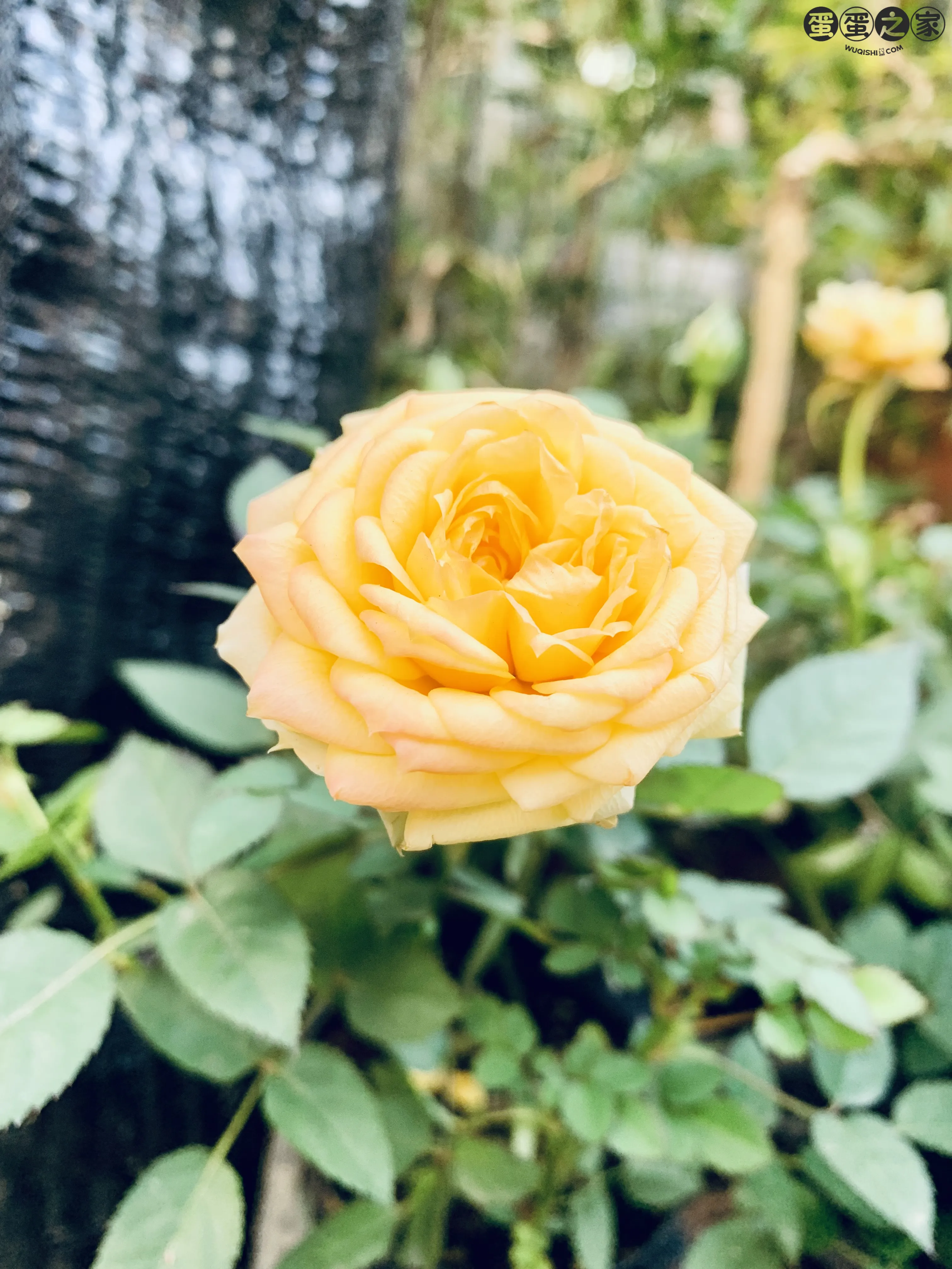 小黄花