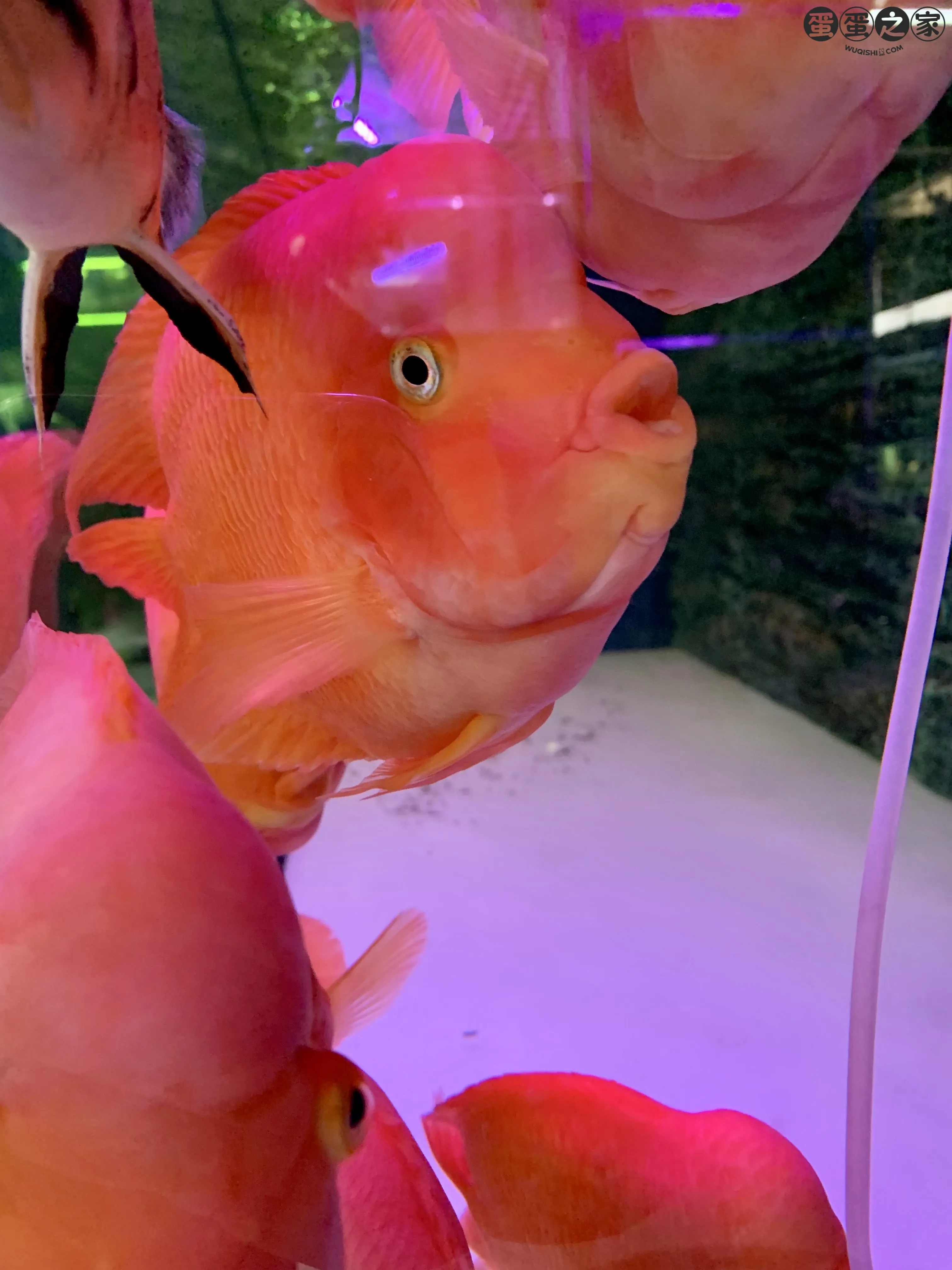 撅嘴的小红鱼