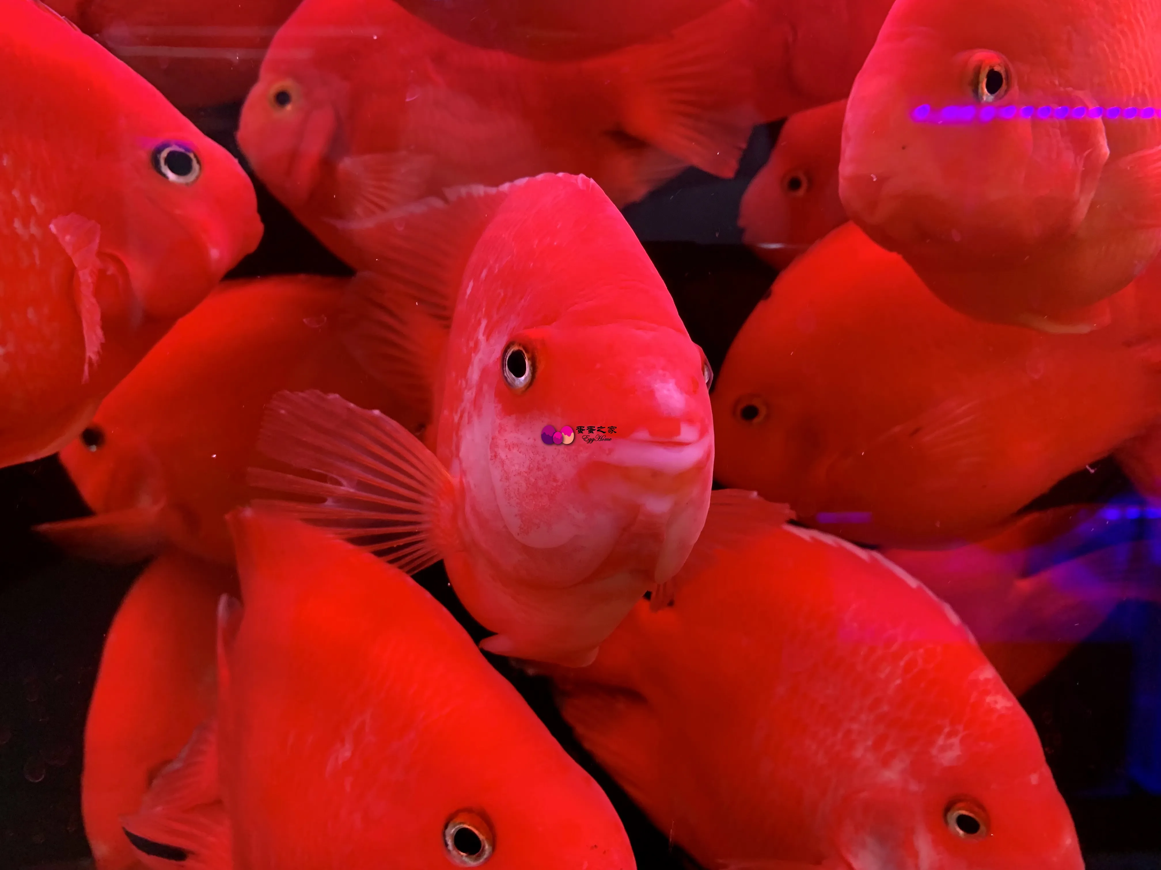 小红鱼