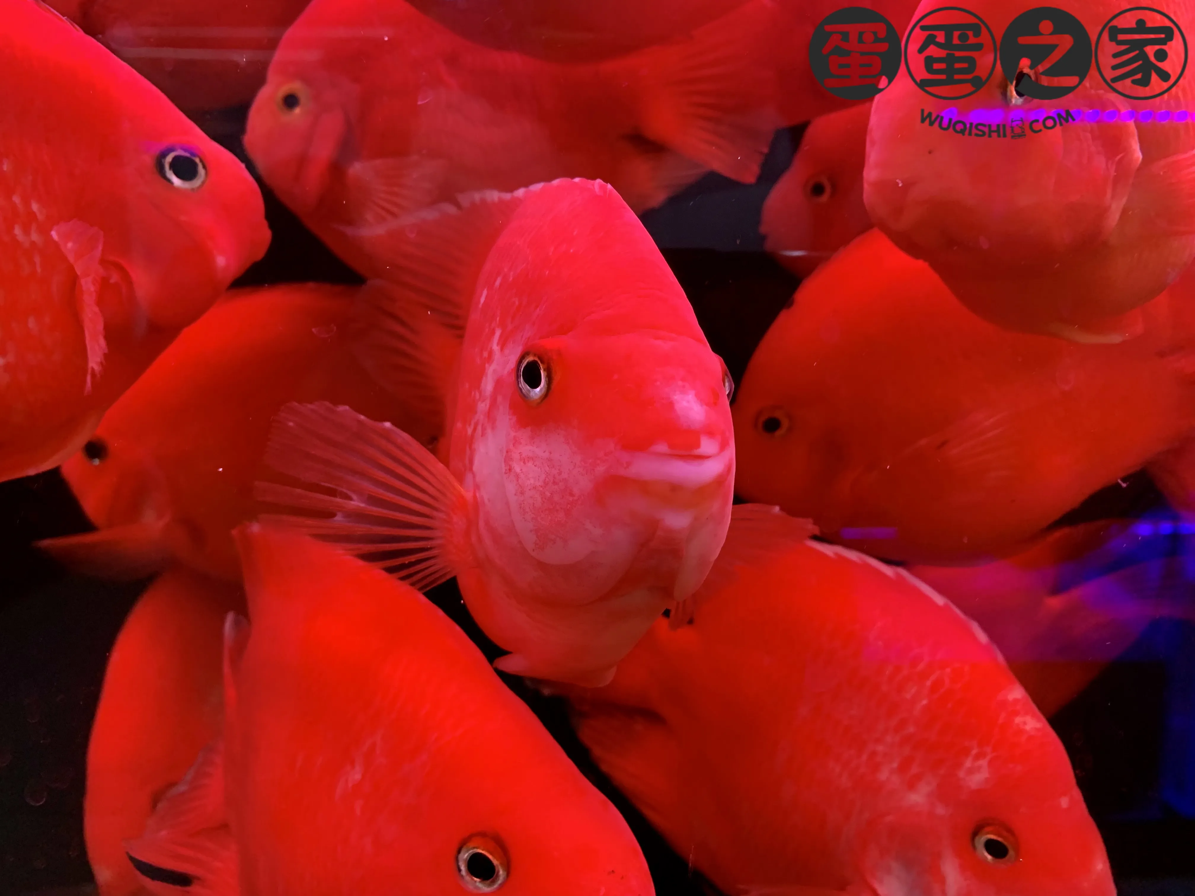 小红鱼