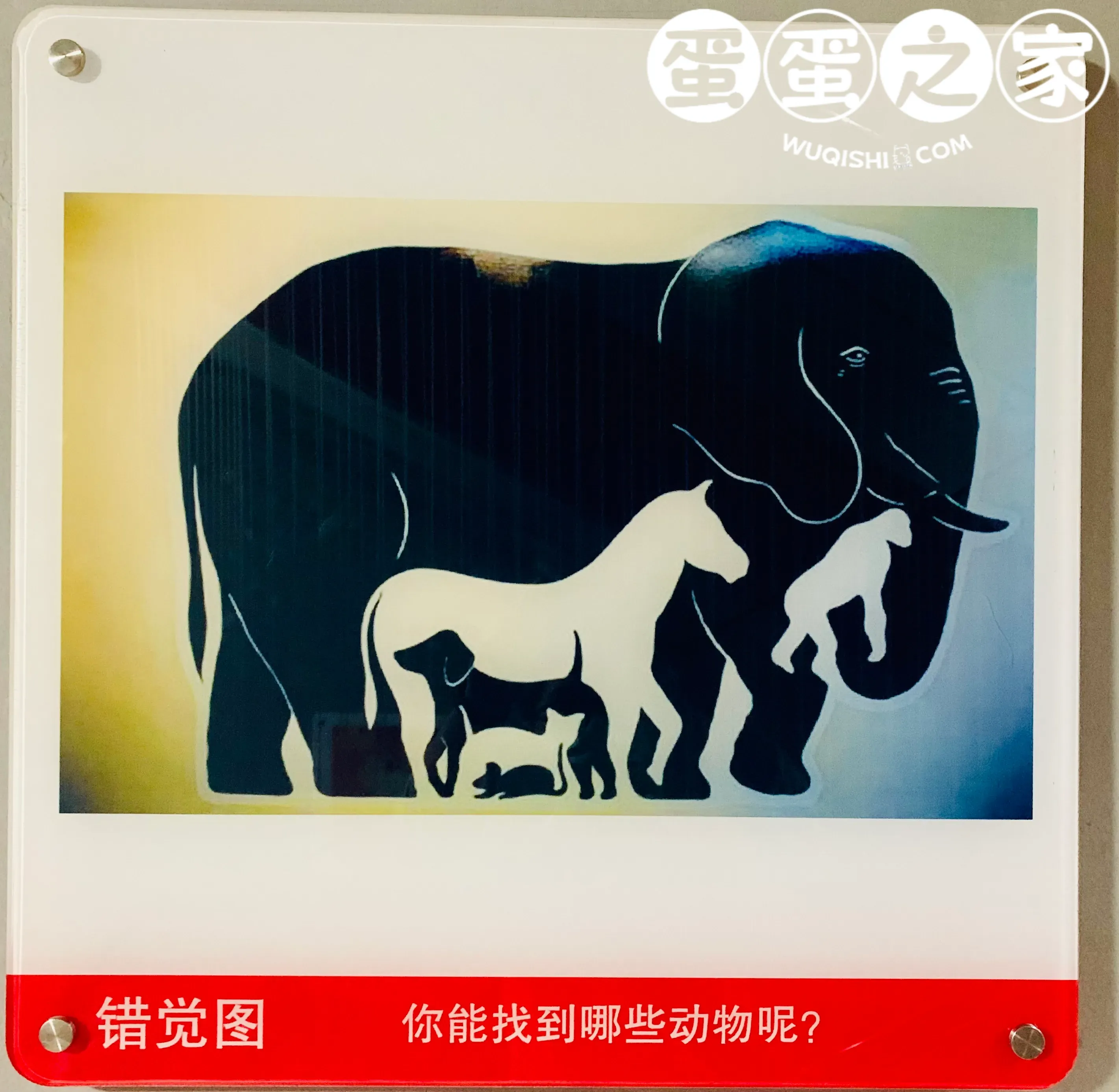 错觉图-动物