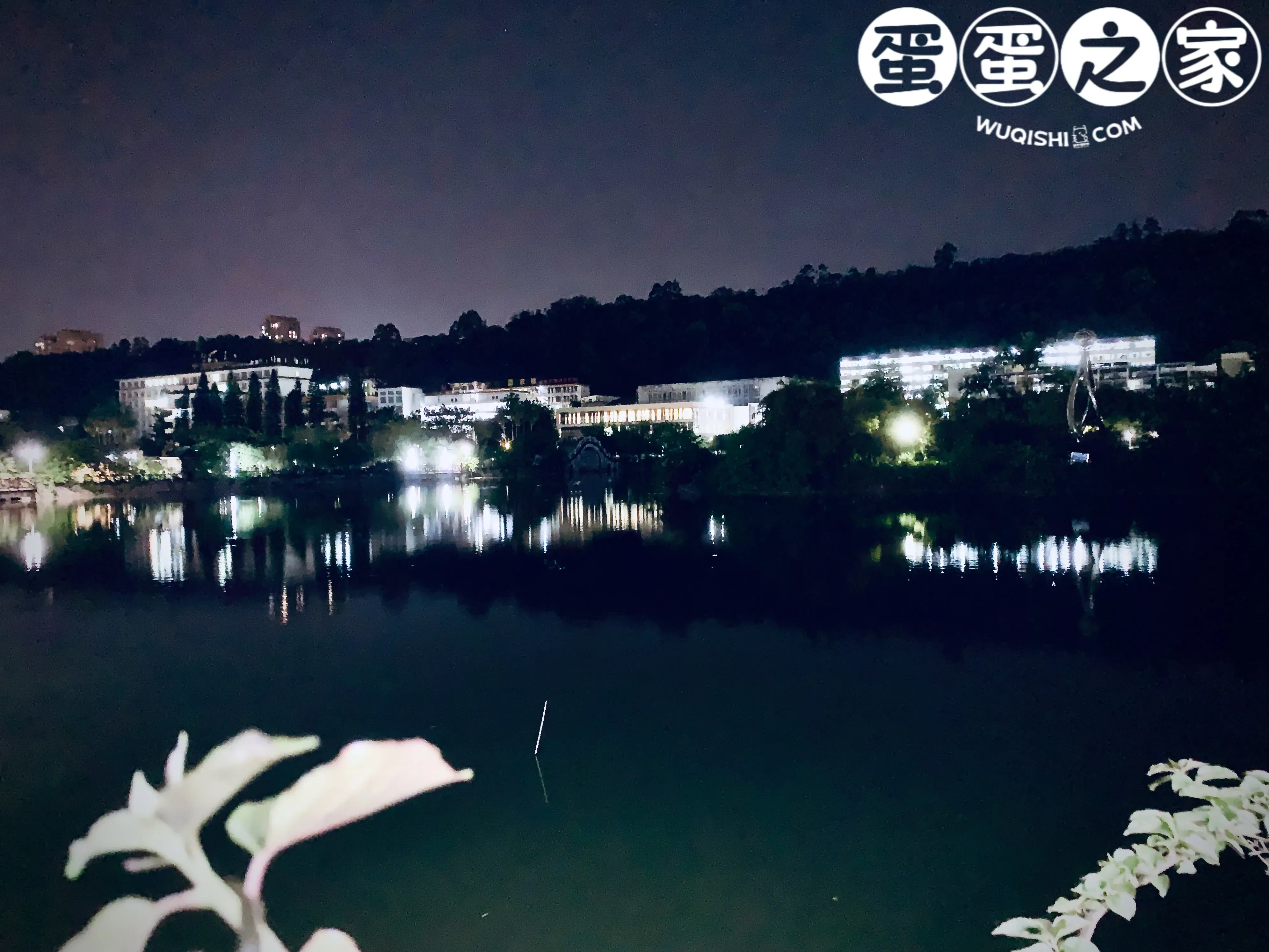 绿叶与湖面