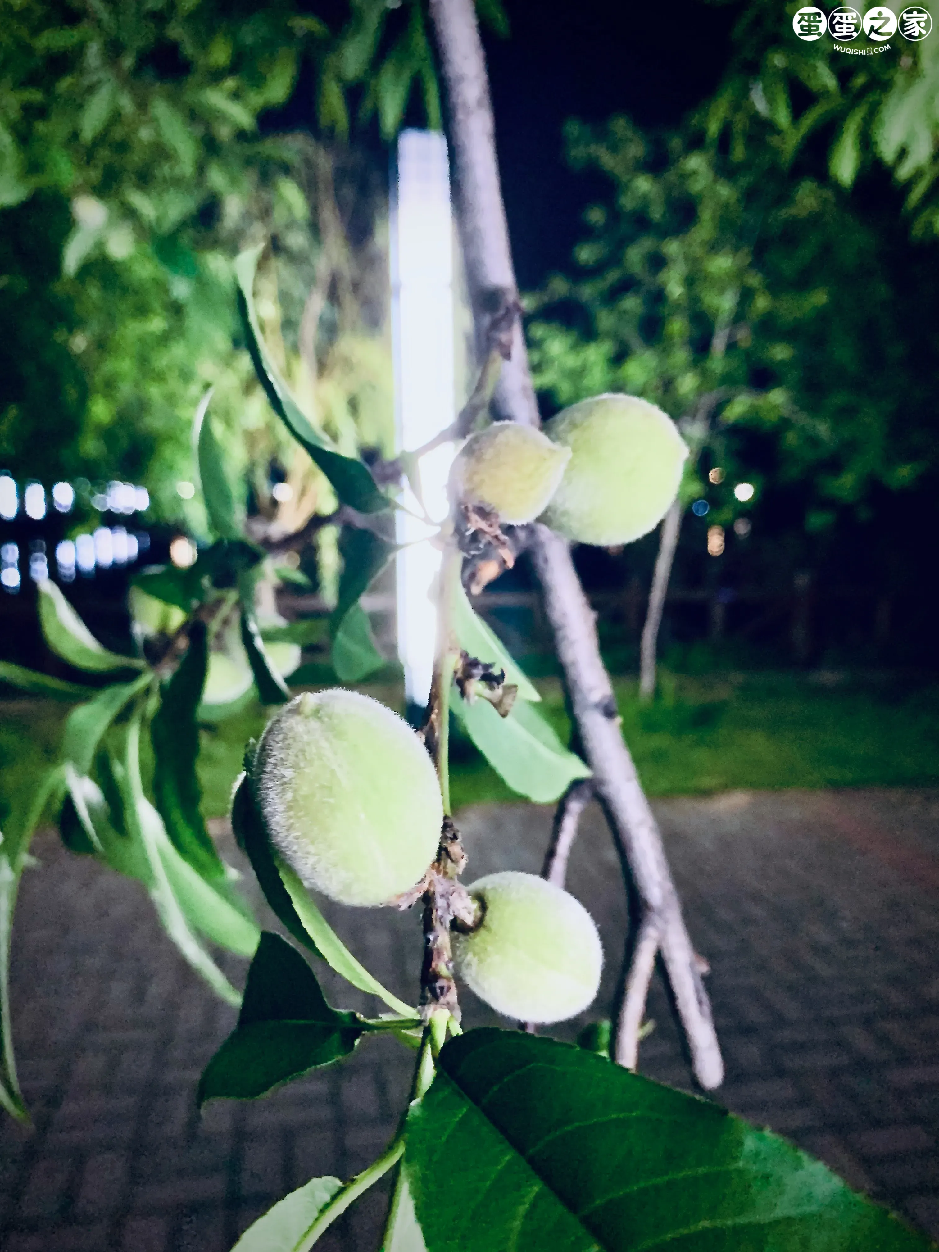 近桃