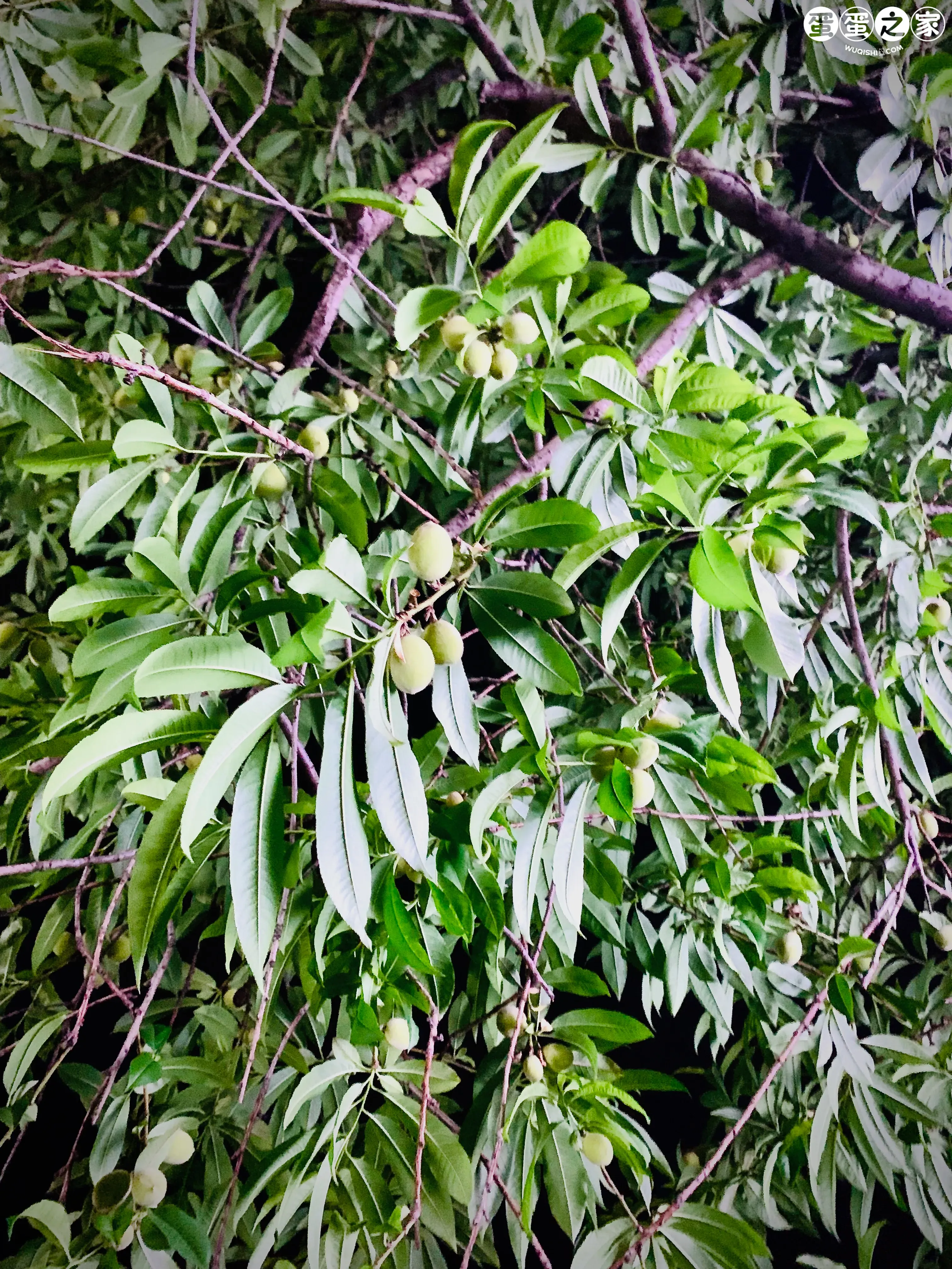 满树小桃