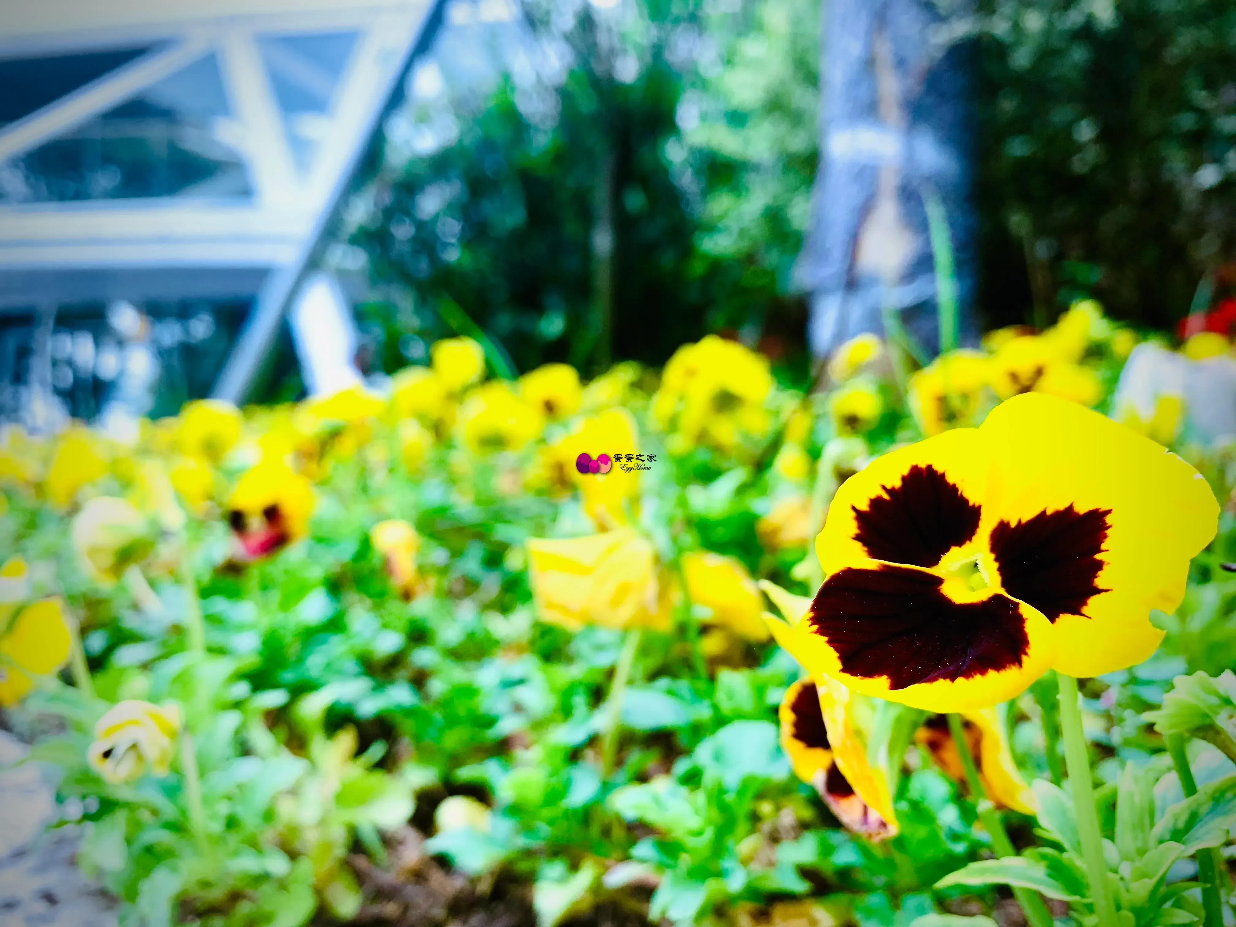 像鬼脸 像鬼脸