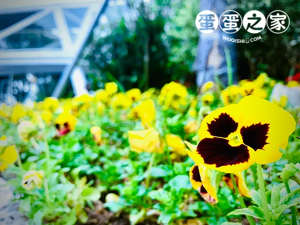 像鬼脸