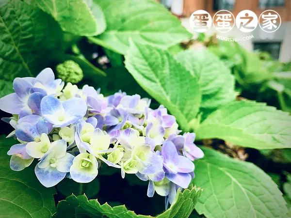 绿中紫