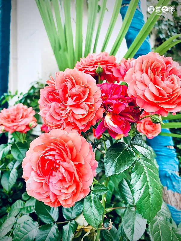 花锦簇