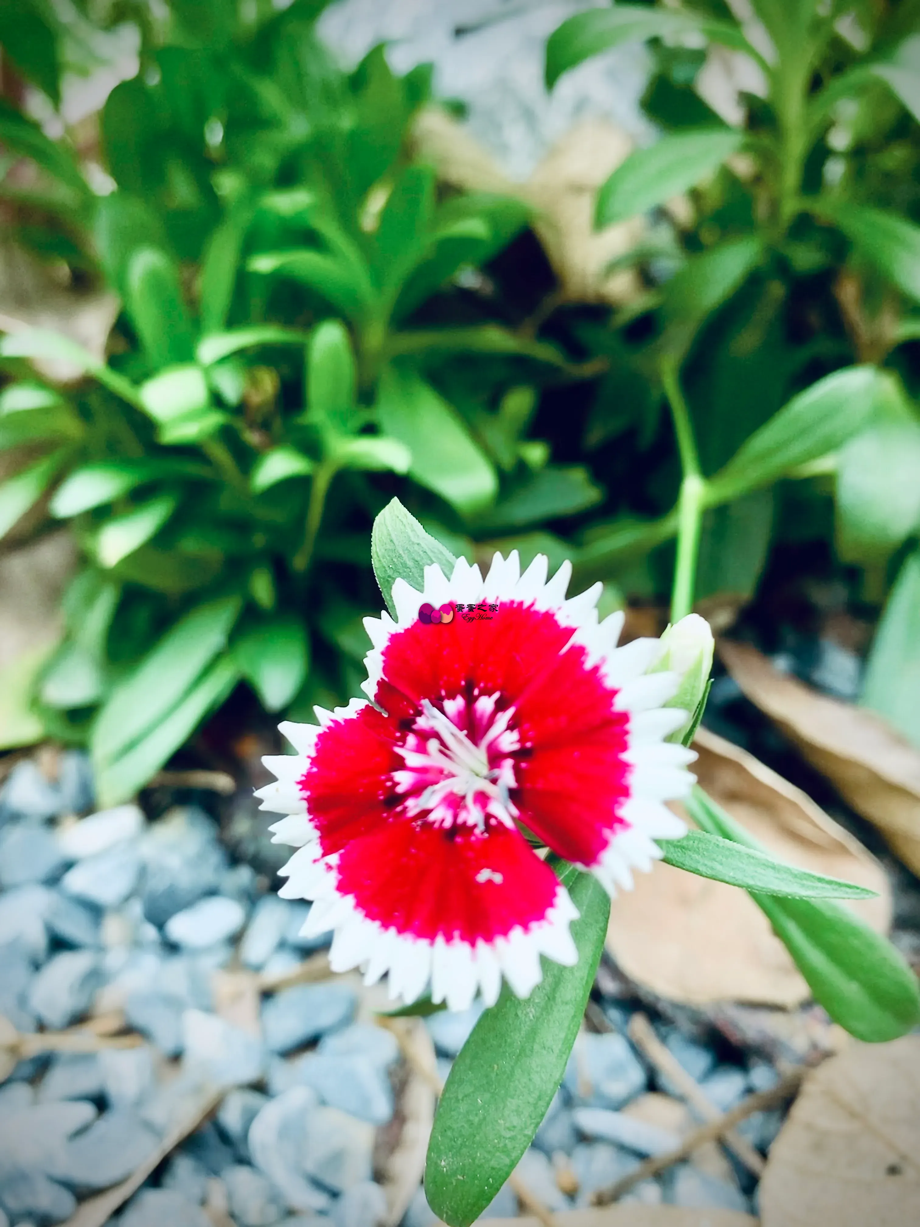 独红花