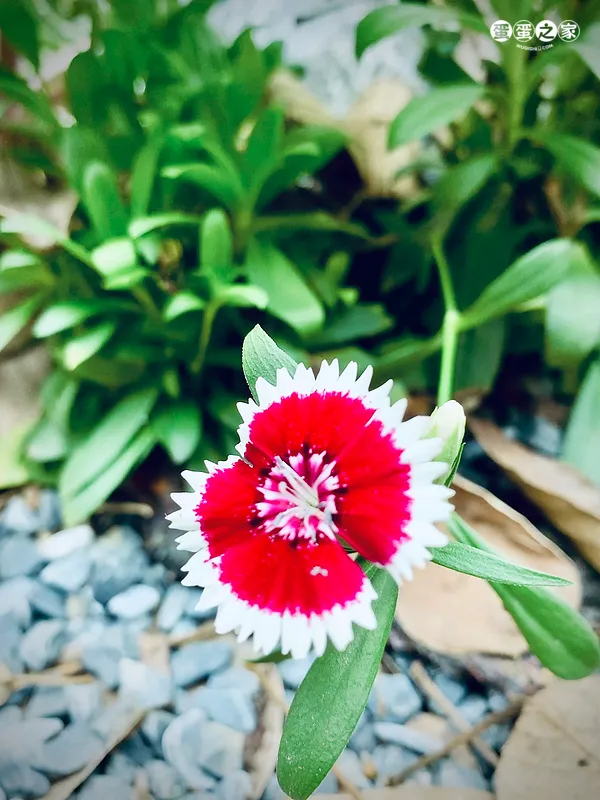 独红花