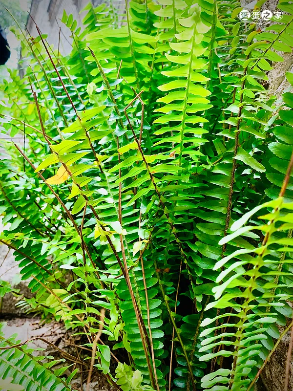 蓬勃草
