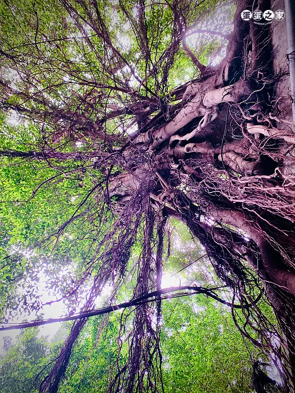 苍劲须