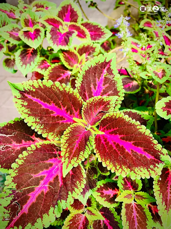 未名花