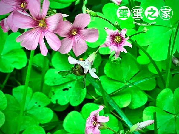 蜜蜂很忙