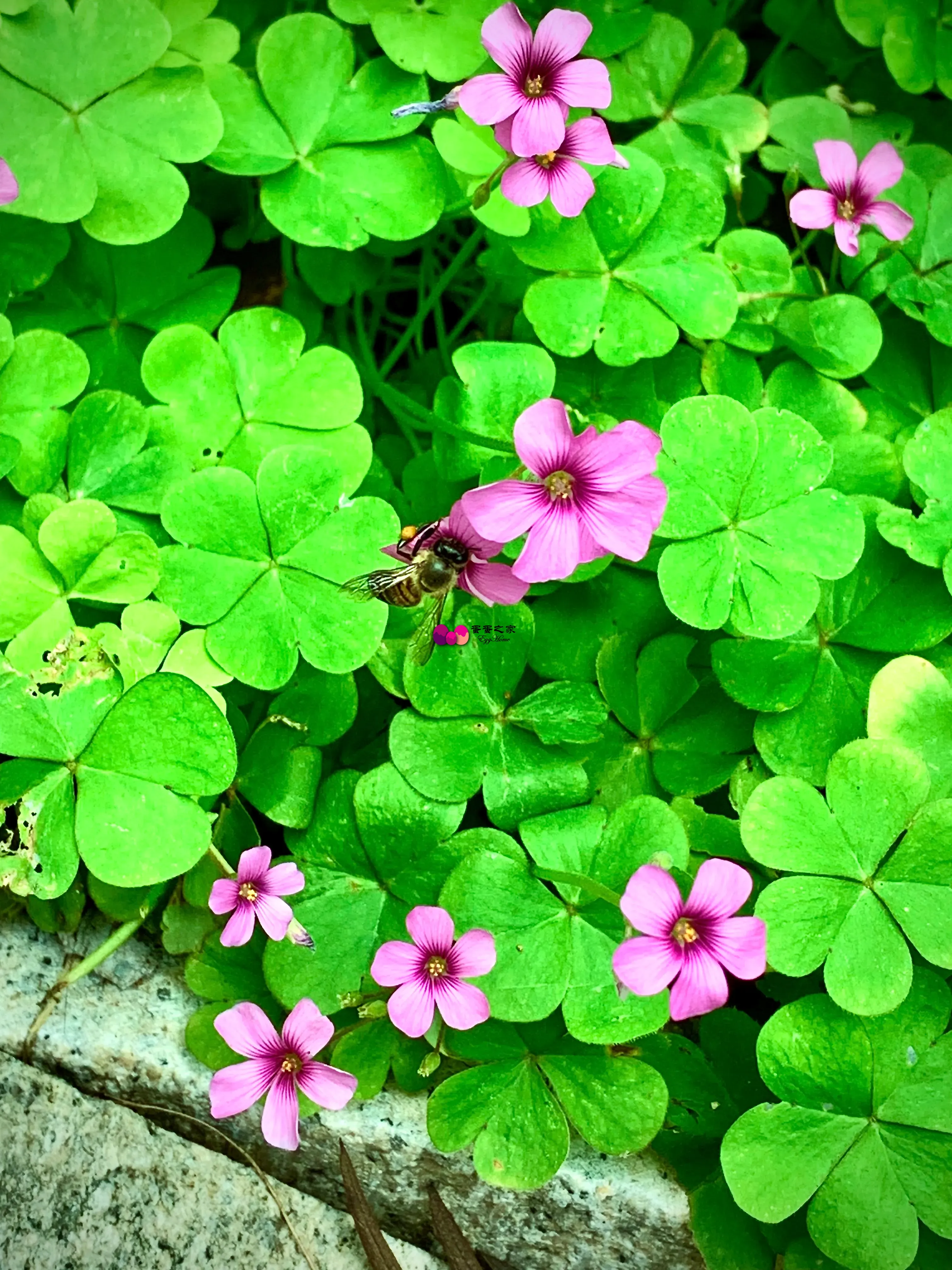 蜜蜂忙 蜜蜂忙