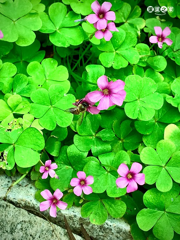 蜜蜂忙
