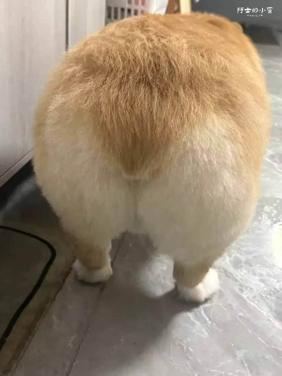 晓泞家的维斯的屁屁